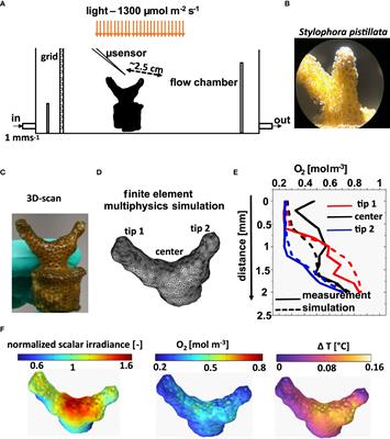 Modeling the radiative, thermal and chemical microenvironment of 3D scanned corals